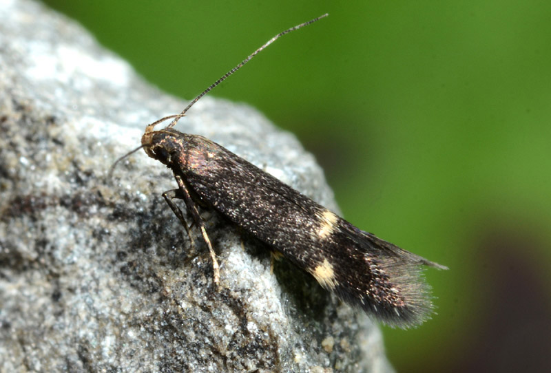 Gelechiidae: Stomopteryx sp Cf flavipalpella